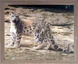 Impact Posters Gallery Leopard in Snow Wildlife Animal Wall Decor Barnwood Framed Picture Art Print (19x23) Impact Posters Gallery Leopard in Snow Wildlife Animal Wall Decor Barnwood Framed Picture Art Print (19x23)