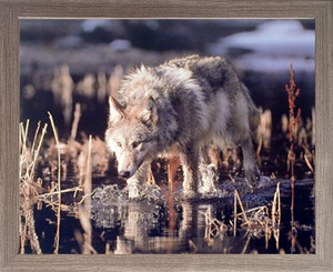 Impact Posters Gallery Gray Wolf Hunts in Water Brakefield Animal Wildlife Barnwood Framed Picture Art Print Framed Wall Decoration (19x23) Impact Posters Gallery Gray Wolf Hunts in Water Brakefield Animal Wildlife Barnwood Framed Picture Art Print Framed Wall Decoration (19x23)