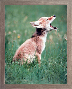 Framed Wall Decor Picture Coyote Pup Howling Wildlife Barnwood Art Print (19x23) Framed Wall Decor Picture Coyote Pup Howling Wildlife Barnwood Art Print (19x23)
