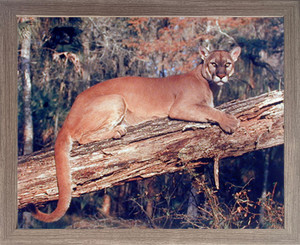 Framed Wall Decor Florida Panther Gail Shumway Big Cat Wild Animal Barnwood Picture Art Print (19x23) Framed Wall Decor Florida Panther Gail Shumway Big Cat Wild Animal Barnwood Picture Art Print (19x23)