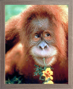Orangutan Monkey Wild Animal Nature Wall Decor Picture Barnwood Framed Art Print (19x23) Orangutan Monkey Wild Animal Nature Wall Decor Picture Barnwood Framed Art Print (19x23)