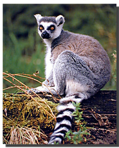 Ring tailed Lemur Poster