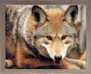 Impact Posters Gallery Red Wolf Face (Close-Up) Wild Animal Barnwood Picture Art Print Framed Wall Decor (19x23) Impact Posters Gallery Red Wolf Face (Close-Up) Wild Animal Barnwood Picture Art Print Framed Wall Decor (19x23)