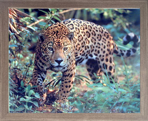 Impact Posters Gallery Framed Wall Decor Jaguar (Panthera, Leopard) Prowling Cat Wildlife Barnwood Animal Picture Art Print (19x23) Impact Posters Gallery Framed Wall Decor Jaguar (Panthera, Leopard) Prowling Cat Wildlife Barnwood Animal Picture Art Print (19x23)