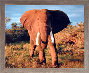 Impact Posters Gallery Framed Wall Decor Picture African Elephant Wildlife Animal Barnwood Art Print (19x23) Impact Posters Gallery Framed Wall Decor Picture African Elephant Wildlife Animal Barnwood Art Print (19x23)