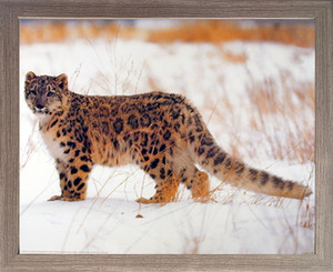 Impact Posters Gallery Leopard in Snow Animal Wildlife Wall Decor Barnwood Framed Picture Art Print (19x23) Impact Posters Gallery Leopard in Snow Animal Wildlife Wall Decor Barnwood Framed Picture Art Print (19x23)