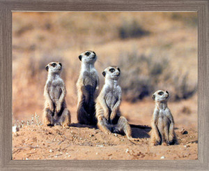 Framed Wall Decor African Meerkats Suricata Suricatta Wildlife Barnwood Animal Picture Art Print (19x23) Framed Wall Decor African Meerkats Suricata Suricatta Wildlife Barnwood Animal Picture Art Print (19x23)