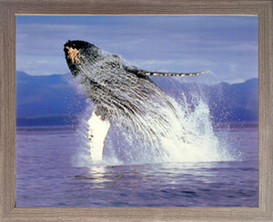 Framed Wall Decoration Humpback Sea Whale Ocean Animal Wildlife Barnwood Framed Picture Art Print (19x23) Framed Wall Decoration Humpback Sea Whale Ocean Animal Wildlife Barnwood Framed Picture Art Print (19x23)