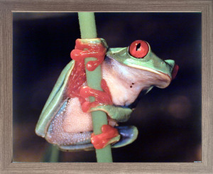 Impact Posters Gallery Red Eyed Tree Frog on Stem Wildlife Animal Wall Barnwood Framed Picture Art Print (19x23) Impact Posters Gallery Red Eyed Tree Frog on Stem Wildlife Animal Wall Barnwood Framed Picture Art Print (19x23)
