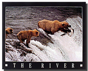 Grizzly Bears Poster