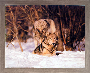 Impact Posters Gallery Wolf Pair in Snow Wildlife Animal Wall Barnwood Framed Picture Art Print (19x23) Impact Posters Gallery Wolf Pair in Snow Wildlife Animal Wall Barnwood Framed Picture Art Print (19x23)