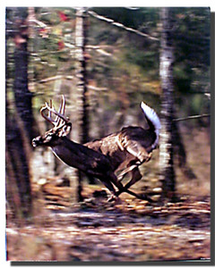 White Tailed Deer Running Poster