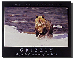 Grizzly Bear Art Prints