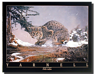 Bobcat Poster