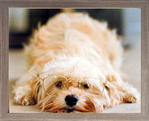 Impact Posters Gallery Framed Wall Decor Cute Dog with Glasses Funny Pet Animal Barnwood Picture Art Print (19x23) Impact Posters Gallery Framed Wall Decor Cute Dog with Glasses Funny Pet Animal Barnwood Picture Art Print (19x23)