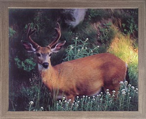 Whitetail Deer Wildlife Animal Wall Decor Barnwood Framed Picture Art Print (19x23) Whitetail Deer Wildlife Animal Wall Decor Barnwood Framed Picture Art Print (19x23)