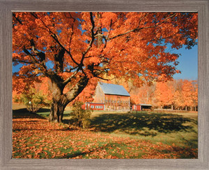 Impact Posters Gallery New England Fallen Trees Scenery Nature Landscape Wall Decor Picture Barnwood Framed Art Print (19x23) Impact Posters Gallery New England Fallen Trees Scenery Nature Landscape Wall Decor Picture Barnwood Framed Art Print (19x23)