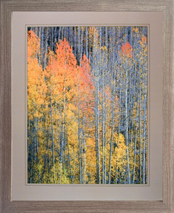Nature Forest Framed Wall Decoration Aspen Tree in the Fall Willard Clay Barnwood Picture Art Print (19x23) Nature Forest Framed Wall Decoration Aspen Tree in the Fall Willard Clay Barnwood Picture Art Print (19x23)