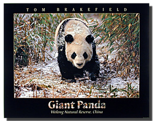 Giant Panda in Snow Poster