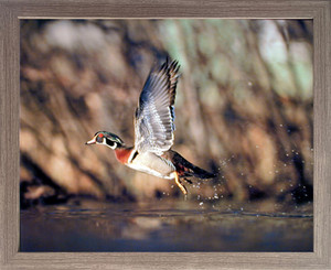Wood Duck Framed Wall Home Decor Flying Wild Bird Hunting Animal Wildlife Barnwood Picture Art Print (19x23) Wood Duck Framed Wall Home Decor Flying Wild Bird Hunting Animal Wildlife Barnwood Picture Art Print (19x23)