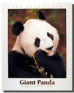 Giant Panda Poster