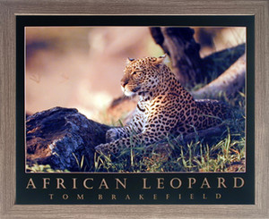 Impact Posters Gallery Framed Wall Picture Decor African Jungle Leopard Wildlife Animal Barnwood Art Print (19x23) Impact Posters Gallery Framed Wall Picture Decor African Jungle Leopard Wildlife Animal Barnwood Art Print (19x23)