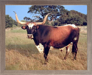 Framed Wall Decoration Texas Longhorn Cow Steer Cattle Farm Animal Picture Barnwood Framed Art Print Poster (19x23) Framed Wall Decoration Texas Longhorn Cow Steer Cattle Farm Animal Picture Barnwood Framed Art Print Poster (19x23)