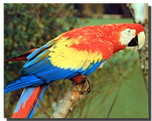Macaw Parrot Bird Posters Macaw Parrot Bird Posters