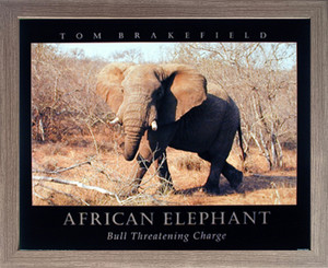 African Elephant Wildlife Safari Animal Picture Wall Decor Barnwood Framed Art Print Poster (19x23) African Elephant Wildlife Safari Animal Picture Wall Decor Barnwood Framed Art Print Poster (19x23)