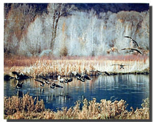 Canadian Geese Posters Canadian Geese Posters