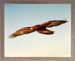 Impact Posters Gallery American Golden Eagle Animal Picture Barnwood Art Print Framed Wall Decoration (19x23) Impact Posters Gallery American Golden Eagle Animal Picture Barnwood Art Print Framed Wall Decoration (19x23)