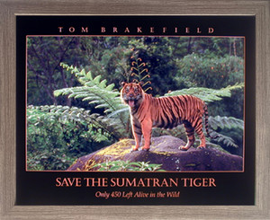 Impact Posters Gallery Smatran Tiger Roaring Wildlife Animal Barnwood Picture Art Print Framed Wall Decoration (19x23) Impact Posters Gallery Smatran Tiger Roaring Wildlife Animal Barnwood Picture Art Print Framed Wall Decoration (19x23)