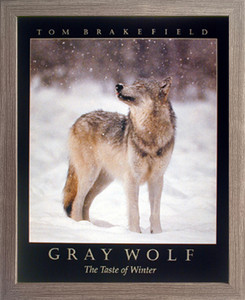 Impact Posters Gallery Gray Wolf in Snow Fall Taste of Winter Wildlife Animal Barnwood Picture Art Print Framed Wall Decoration(19x23) Impact Posters Gallery Gray Wolf in Snow Fall Taste of Winter Wildlife Animal Barnwood Picture Art Print Framed Wall Decoration(19x23)