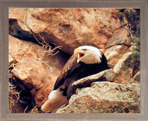 Impact Posters Gallery Bald Eagle Wild Bird Animal Barnwood Framed Picture Art Print Framed Wall Decoration(19x23) Impact Posters Gallery Bald Eagle Wild Bird Animal Barnwood Framed Picture Art Print Framed Wall Decoration(19x23)