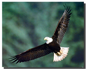 Bald Eagle Art Posters Bald Eagle Art Posters