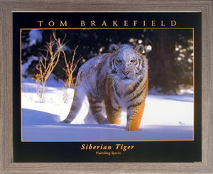 Impact Posters Gallery Siberian Tiger (Vanishing Species) Wall Decor Barnwood Picture Framed Art Print (19x23) Impact Posters Gallery Siberian Tiger (Vanishing Species) Wall Decor Barnwood Picture Framed Art Print (19x23)