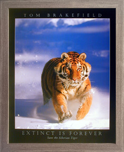 Impact Posters Gallery Wild Siberian Tiger in Snow Wildlife Animal Wall Decor Barnwood Framed Picture Art Print (19x23) Impact Posters Gallery Wild Siberian Tiger in Snow Wildlife Animal Wall Decor Barnwood Framed Picture Art Print (19x23)