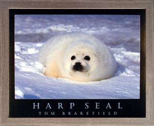 Framed Wall Decor Cute Baby Harp Seal in Snow Wild Animal Barnwood Picture Art Print Poster (19x23) Framed Wall Decor Cute Baby Harp Seal in Snow Wild Animal Barnwood Picture Art Print Poster (19x23)