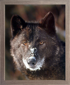 Impact Posters Gallery Black Wolf Close Up Wildlife Animal Barnwood Art Print Framed Wall Decor Picture (19x23) Impact Posters Gallery Black Wolf Close Up Wildlife Animal Barnwood Art Print Framed Wall Decor Picture (19x23)