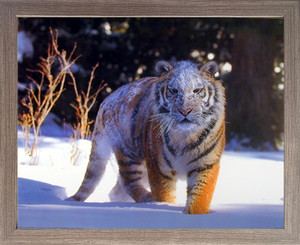 Impact Posters Gallery Siberian Tiger on Snow Wild Animal Barnwood Picture Art Print Framed Wall Decor(19x23) Impact Posters Gallery Siberian Tiger on Snow Wild Animal Barnwood Picture Art Print Framed Wall Decor(19x23)