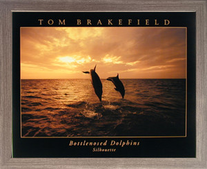 Impact Posters Gallery Bottlenose Dolphin Jumping at Sunset Silhouette Barnwood Picture Art Print Framed Wall Decor (19x23) Impact Posters Gallery Bottlenose Dolphin Jumping at Sunset Silhouette Barnwood Picture Art Print Framed Wall Decor (19x23)