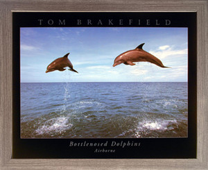 Impact Posters Gallery Bottlenose Dolphins Jumping in Air Ocean Animal Barnwood Picture Art Print Framed Wall Decor (19x23) Impact Posters Gallery Bottlenose Dolphins Jumping in Air Ocean Animal Barnwood Picture Art Print Framed Wall Decor (19x23)