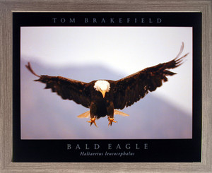 Framed Wall Decor Bald Eagle Brakefield Nature Animal Barnwood Picture Art Print (19x23) Framed Wall Decor Bald Eagle Brakefield Nature Animal Barnwood Picture Art Print (19x23)