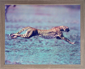 Running Cheetah"Spotted Wind" Wildlife Animal Barnwood Framed Wall Decor Picture Art Print (19x23) Running Cheetah"Spotted Wind" Wildlife Animal Barnwood Framed Wall Decor Picture Art Print (19x23)