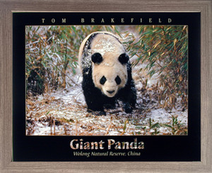 Impact Posters Gallery Giant Panda in The Snow Bamboo Wildlife Home Barnwood Picture Art Print Framed Wall Decoration (19x23) Impact Posters Gallery Giant Panda in The Snow Bamboo Wildlife Home Barnwood Picture Art Print Framed Wall Decoration (19x23)