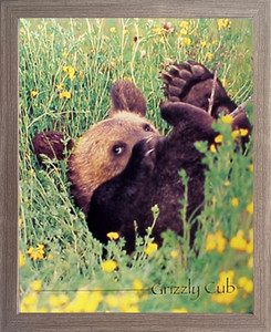 Framed Wall Decor Cute Grizzly Bear Cub Animal Kids Room Picture Barnwood Art Print Poster (19x23) Framed Wall Decor Cute Grizzly Bear Cub Animal Kids Room Picture Barnwood Art Print Poster (19x23)