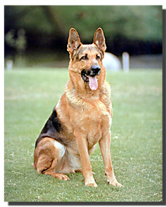 German Shepherd Poster