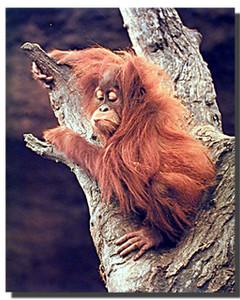 Orangutan Posters