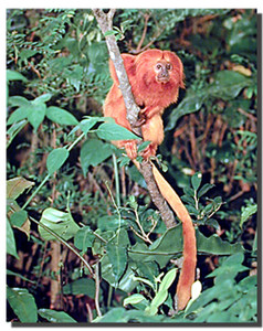 Golden Lion Tamarin Poster