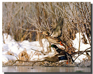 Mallard Duck Pair Flight Poster Mallard Duck Pair Flight Poster